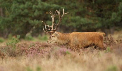 Edelhert/Red Deer