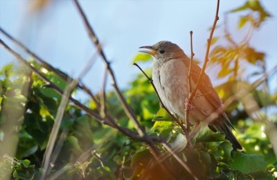 Roze Spreeuw/Rose-coloured Starling