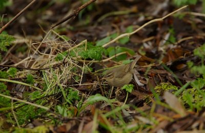 Bruine Boszanger/Dusky Warbler
