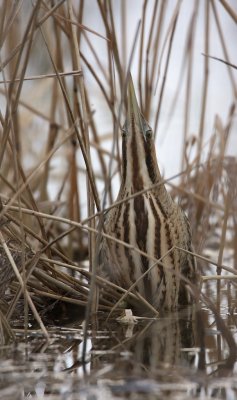 Roerdomp/Bittern