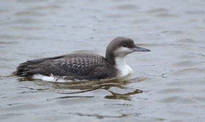 Parelduiker/Black-throated Loon
