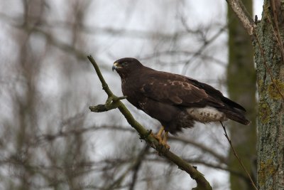 Buizerd/Common Buzzard