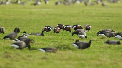Roodhalsgans/Red-breasted Goose