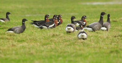 Roodhalsgans/Red-breasted Goose