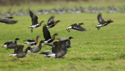 Roodhalsgans/Red-breasted Goose