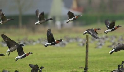Roodhalsgans/Red-breasted Goose