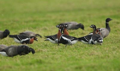 Roodhalsgans/Red-breasted Goose
