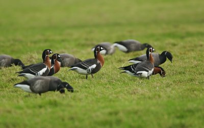 Roodhalsgans/Red-breasted Goose