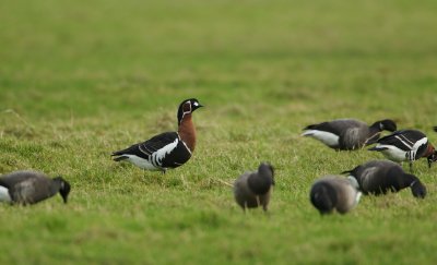 Roodhalsgans/Red-breasted Goose