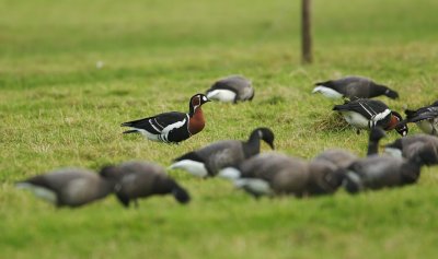 Roodhalsgans/Red-breasted Goose