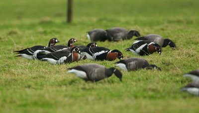 Roodhalsgans/Red-breasted Goose