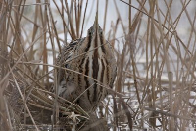 Roerdomp/Bittern