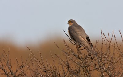 Sperwer/Sparrowhawk