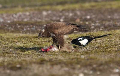 Buizerd/Common Buzzard