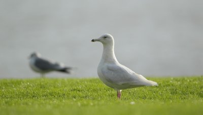 Grote Burgemeester/Glaucous Gull