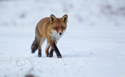 Vos/Red Fox