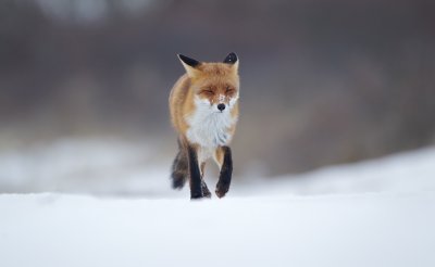 Vos/Red Fox