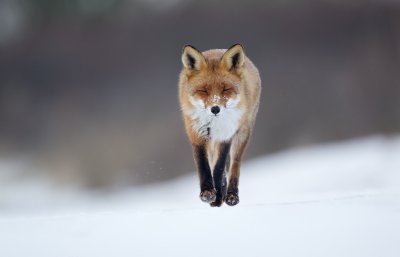 Vos/Red Fox