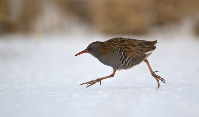 Waterral/Water Rail