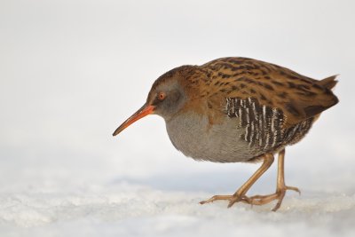 Waterral/Water Rail