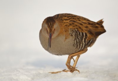 Waterral/Water Rail