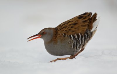 Waterral/Water Rail