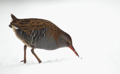 Waterral/Water Rail