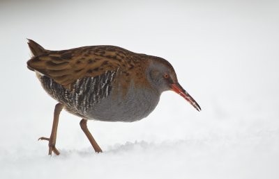Waterral/Water Rail
