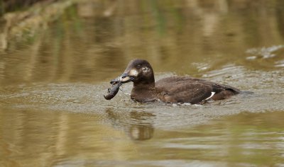 Grote Zeeëend/Velvet Scoter
