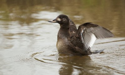 Grote Zeeëend/Velvet Scoter