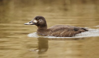 Grote Zeeëend/Velvet Scoter