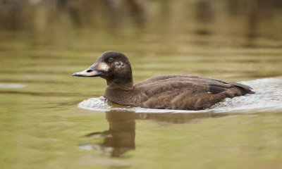 Grote Zeeëend/Velvet Scoter