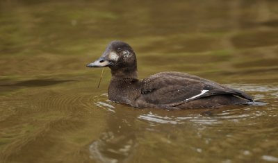Grote Zeeëend/Velvet Scoter