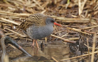 Waterral/Water Rail