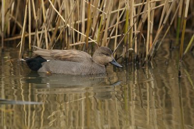 Krakeend/Gadwall