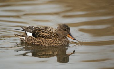 Krakeend/Gadwall