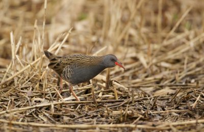 Waterral/Water Rail
