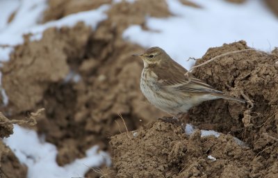 Waterpieper/Water Pipit