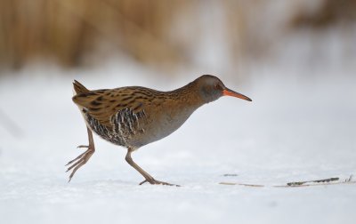 Waterral/Water Rail