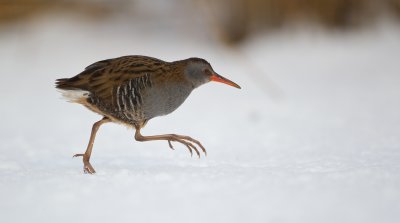 Waterral/Water Rail