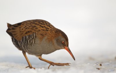 Waterral/Water Rail