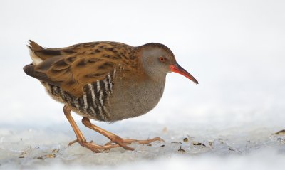 Waterral/Water Rail