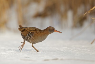 Waterral/Water Rail