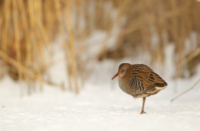 Waterral/Water Rail