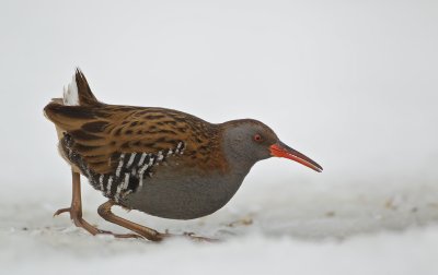 Waterral/Water Rail