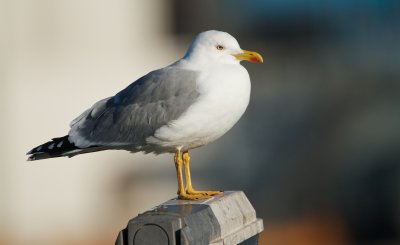 Geelpootmeeuw/Yellow-legged Gull