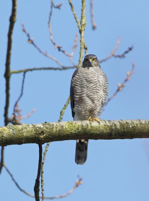Sperwer/Sparrowhawk