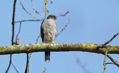 Sperwer/Sparrowhawk
