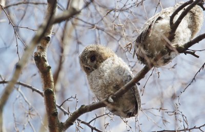 Bosuil/Tawny Owl