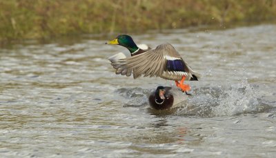 Wilde Eend/Mallard